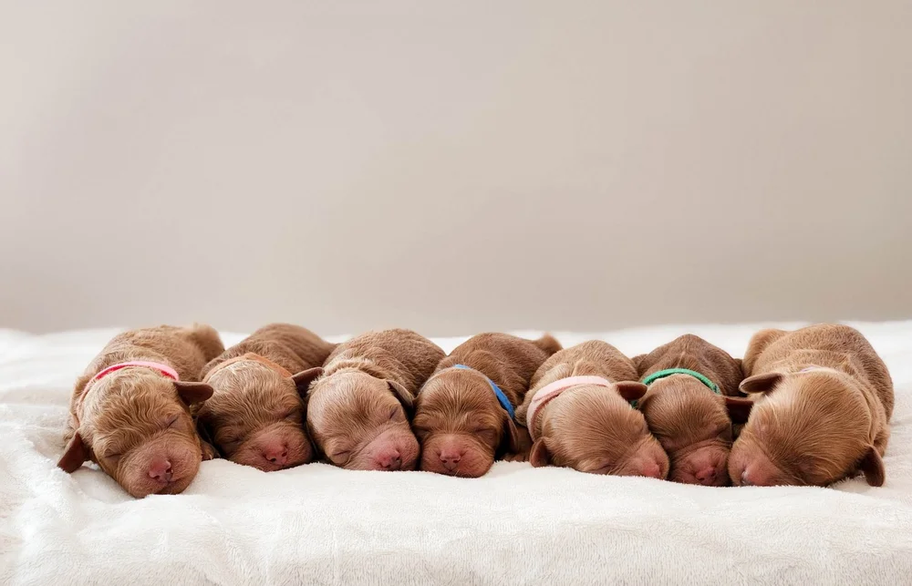 Sunrise Ridge Boutique Kennel