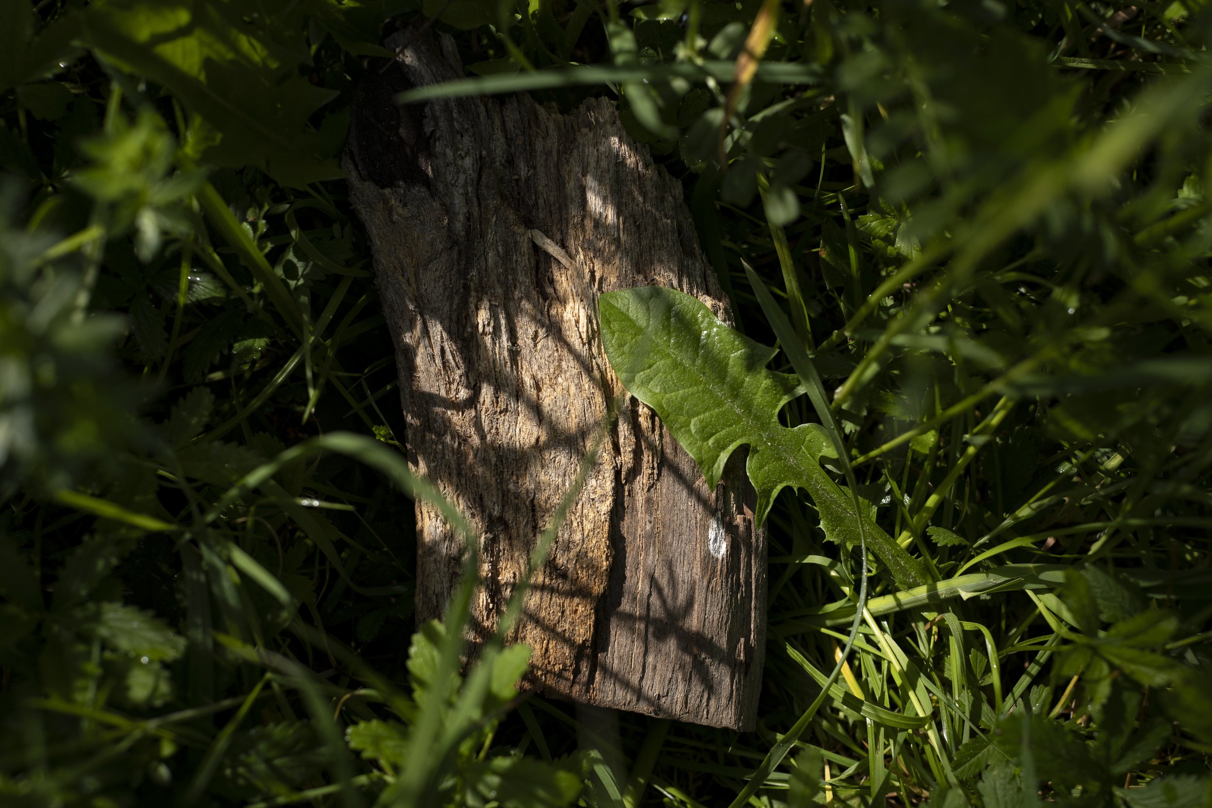 Wald_Atelier_April24-3 Kopie.jpg