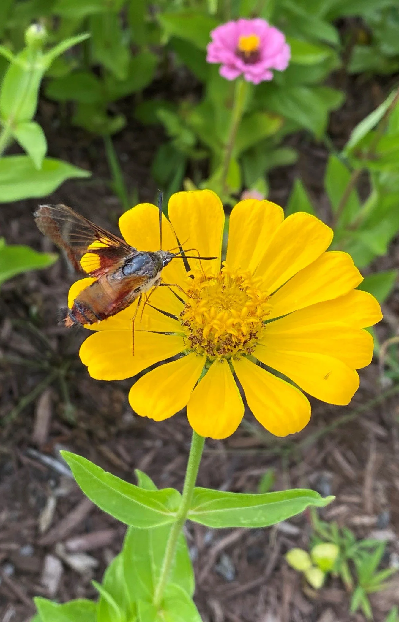 Native Roots Ecosystems