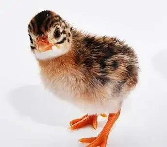 Guinea Chick.jpg