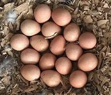 Guinea eggs.jpg
