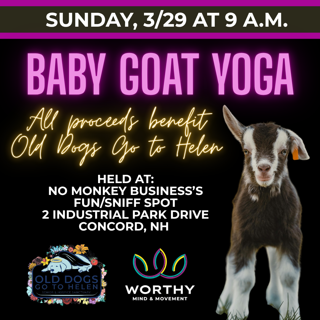 baby goat yoga concord nh