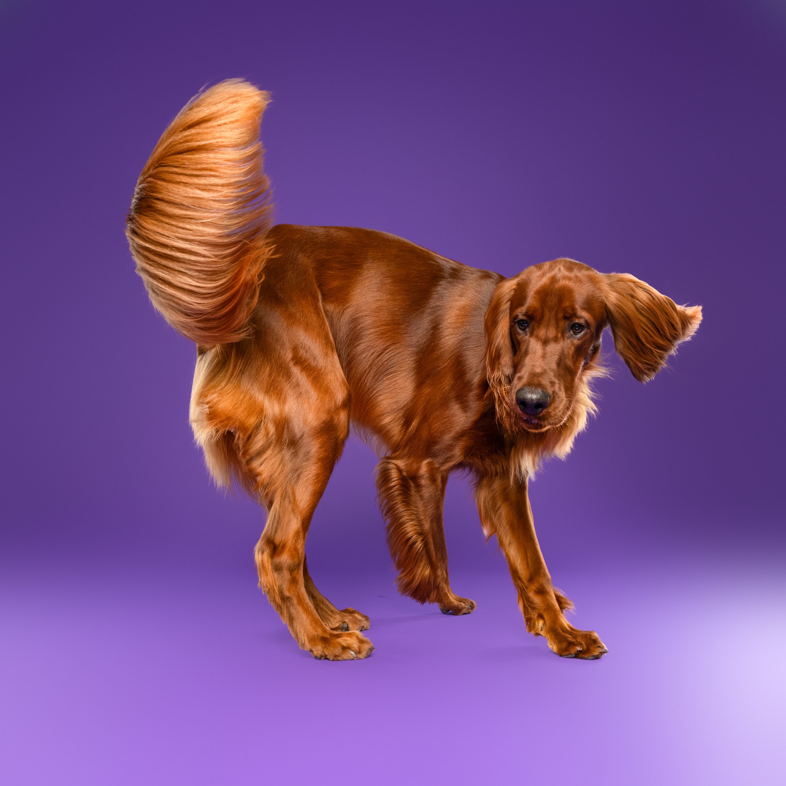 Dog Photographer Adelaide Australia