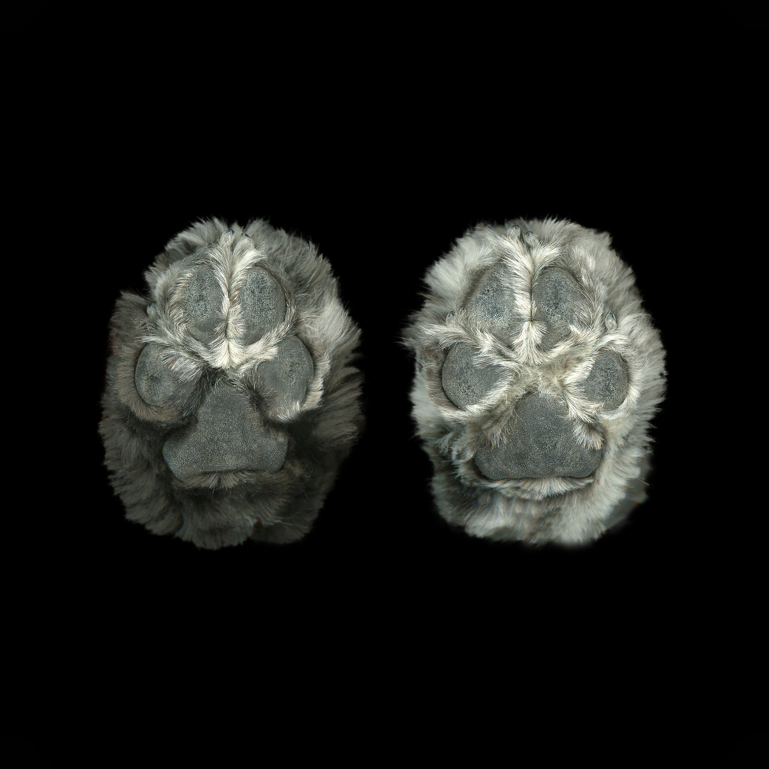 Close-up of two gray furry animal paw slippers on black background.