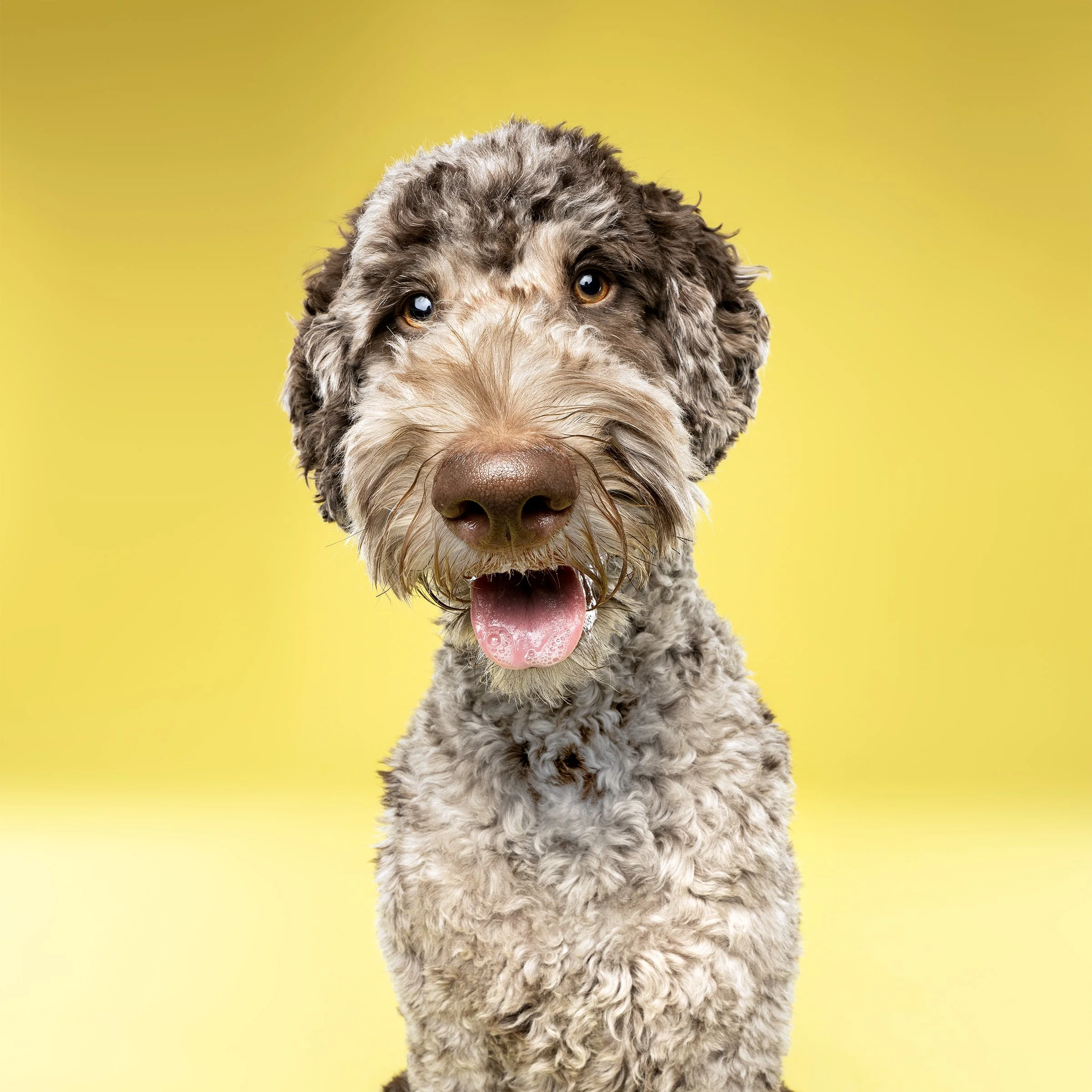 Dog Photographer