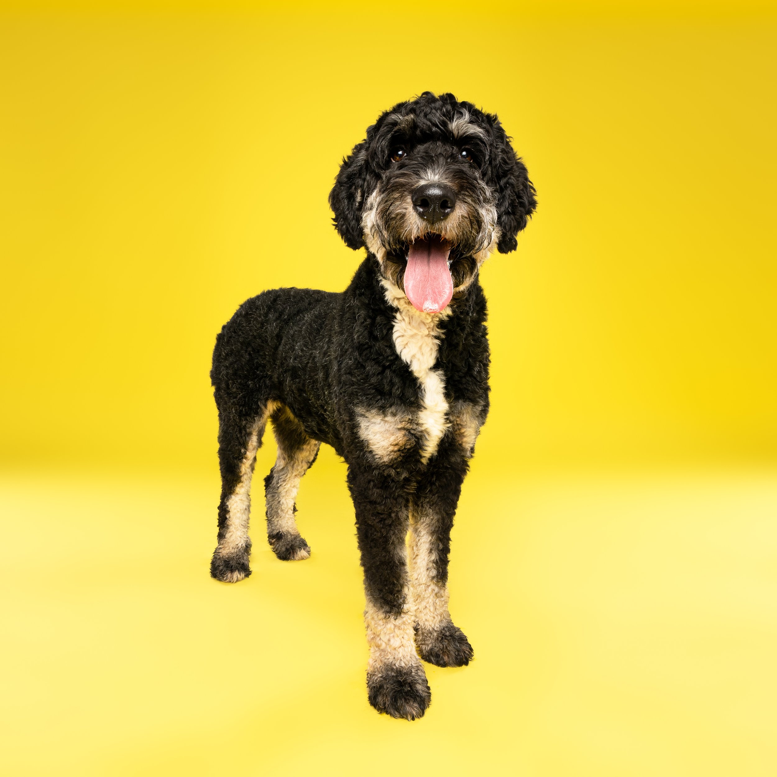 Happy black and white dog with curly fur standing on a yellow background.