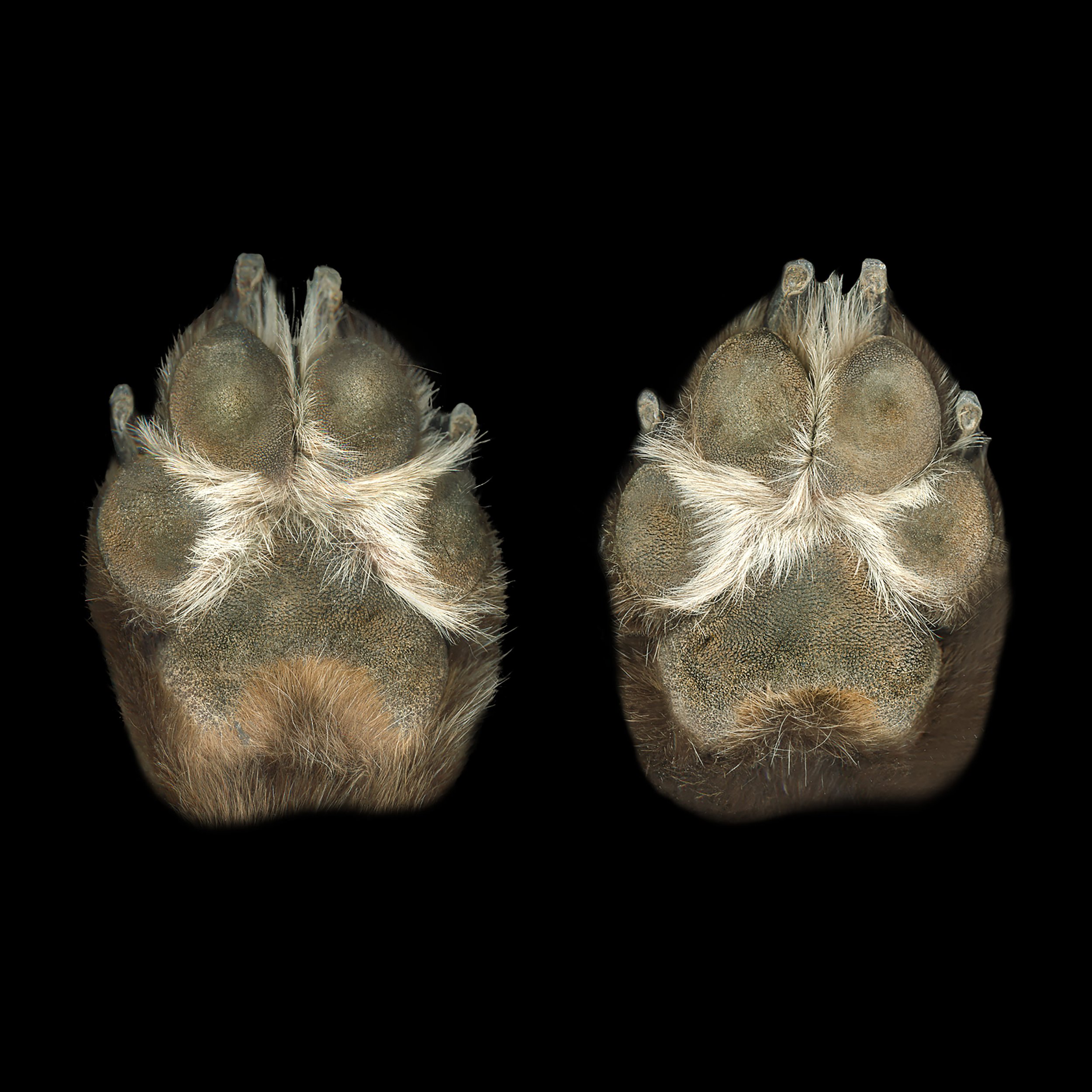 Close-up of two animal paw pads on a black background.