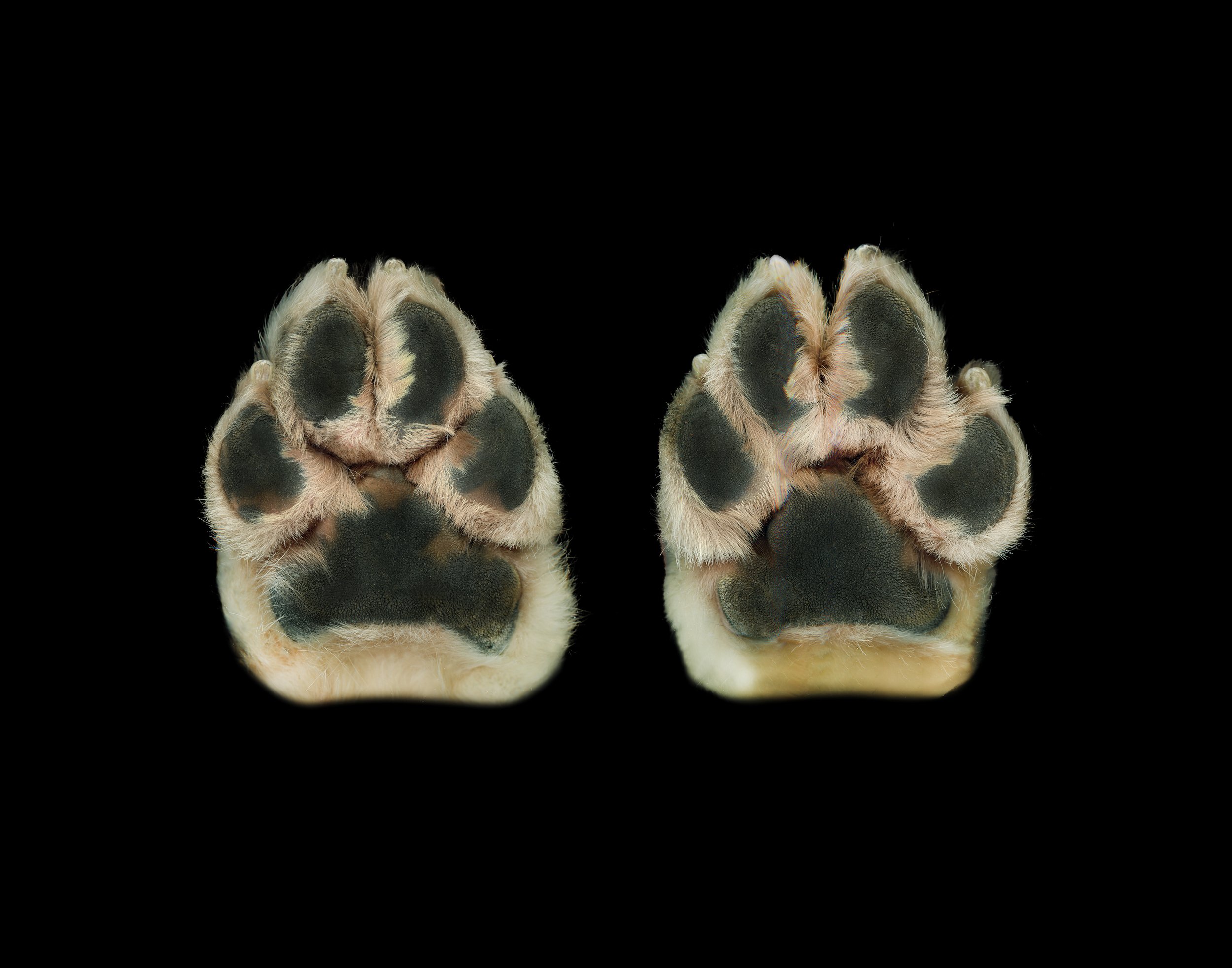 Close-up of two dog paw prints on a black background