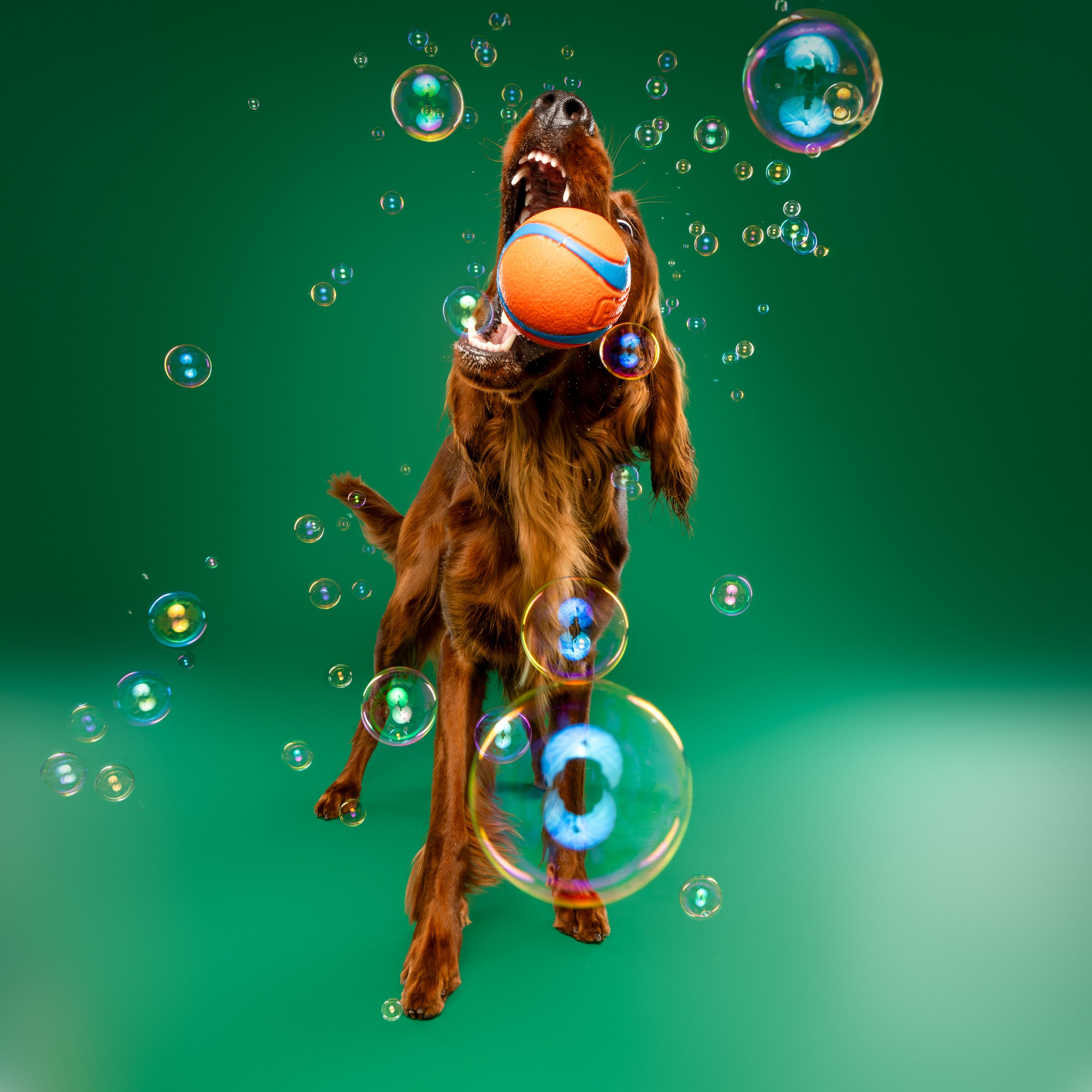 Ottawa Dog Photographer
