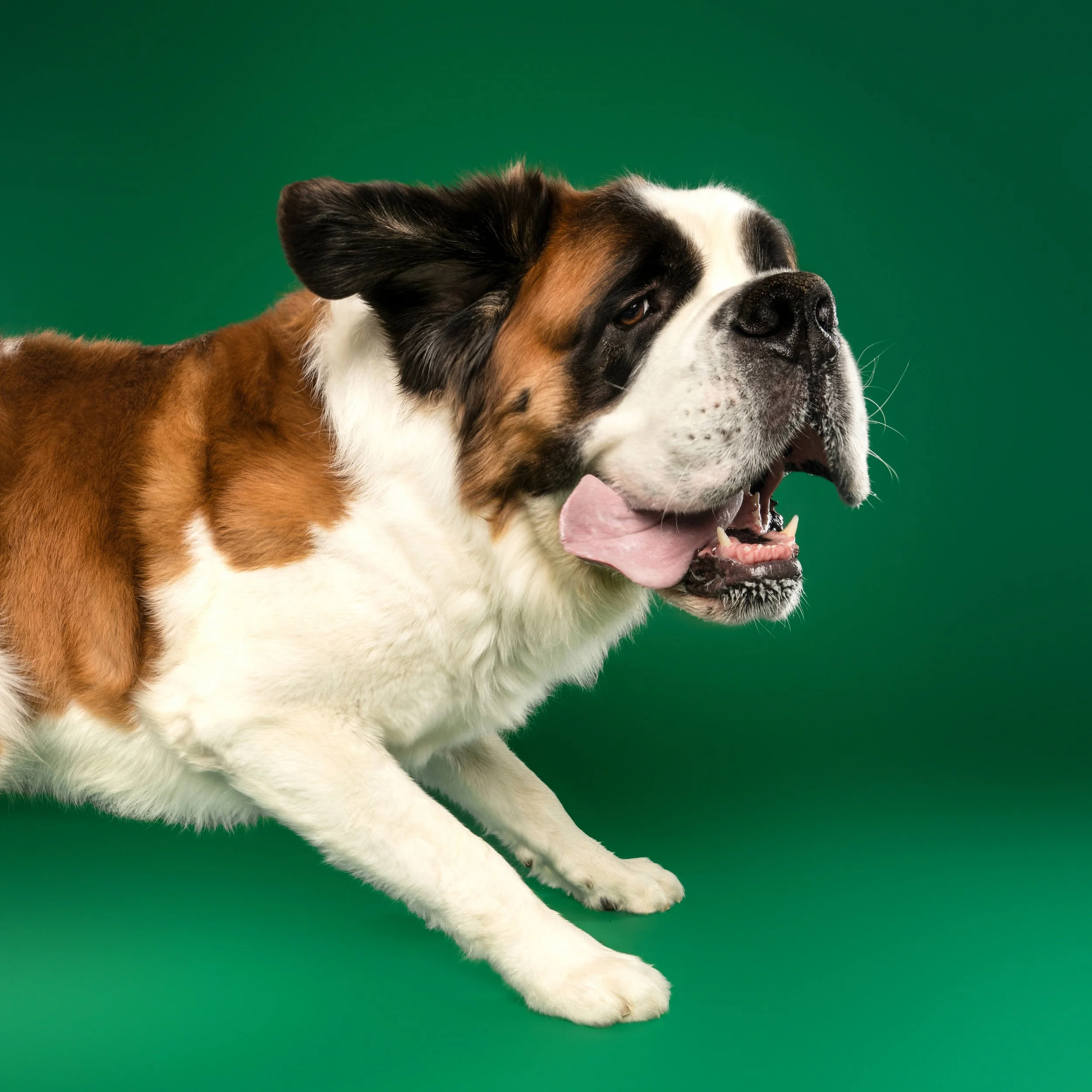 Adelaide dog photographer, Camille West Photography