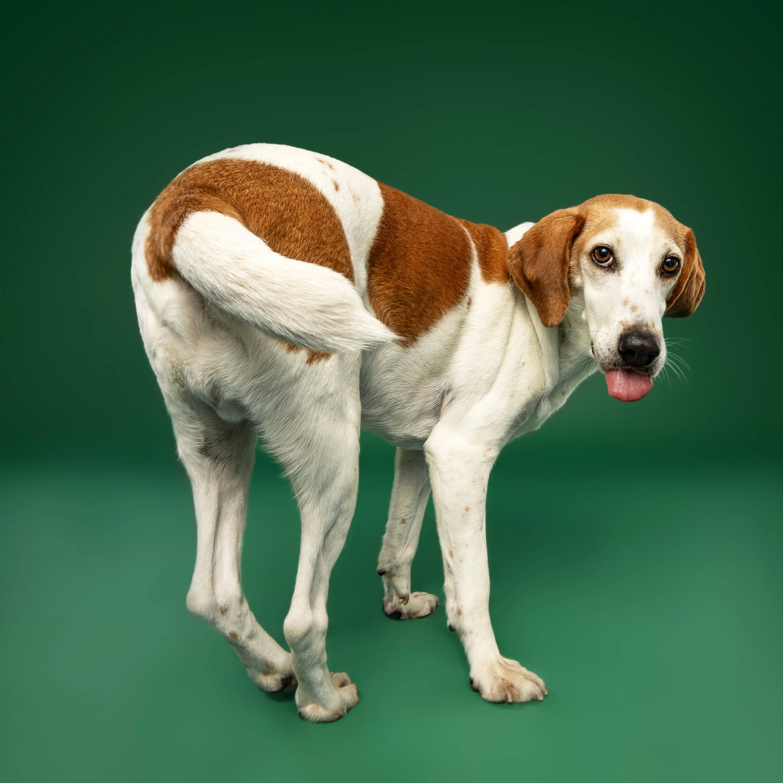 Pirolito_11 copy square.jpg