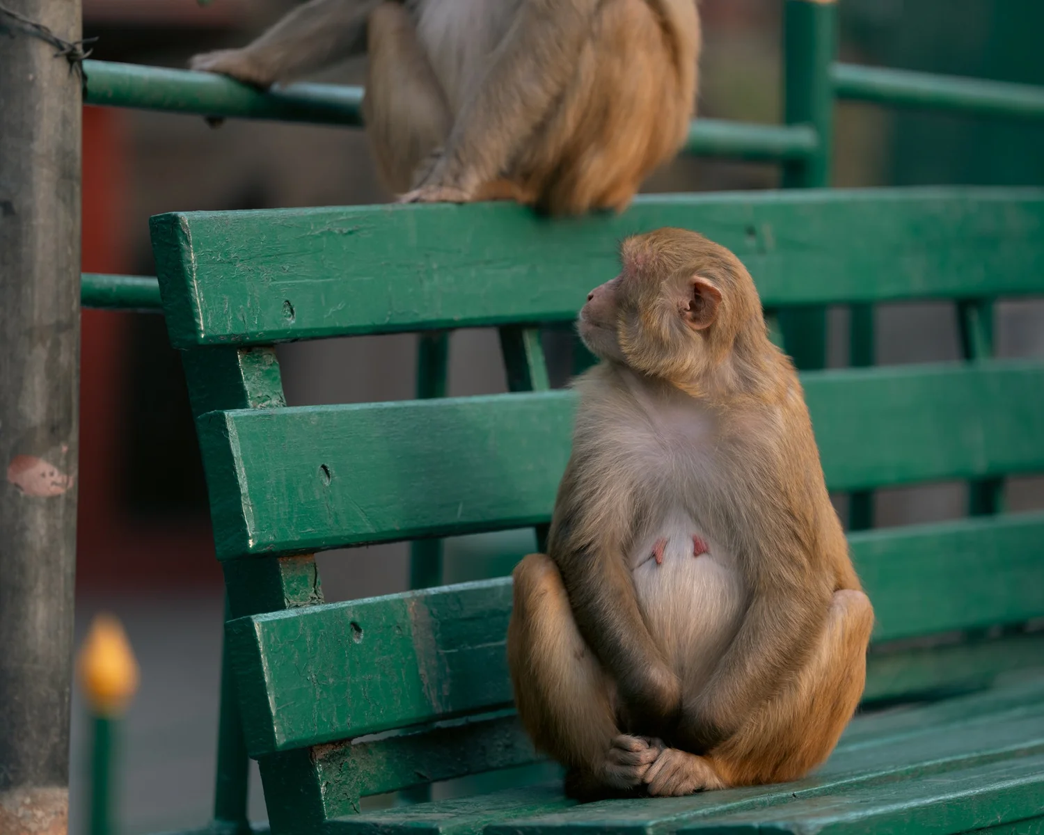 Monkey Temple — Part III — photograph 13