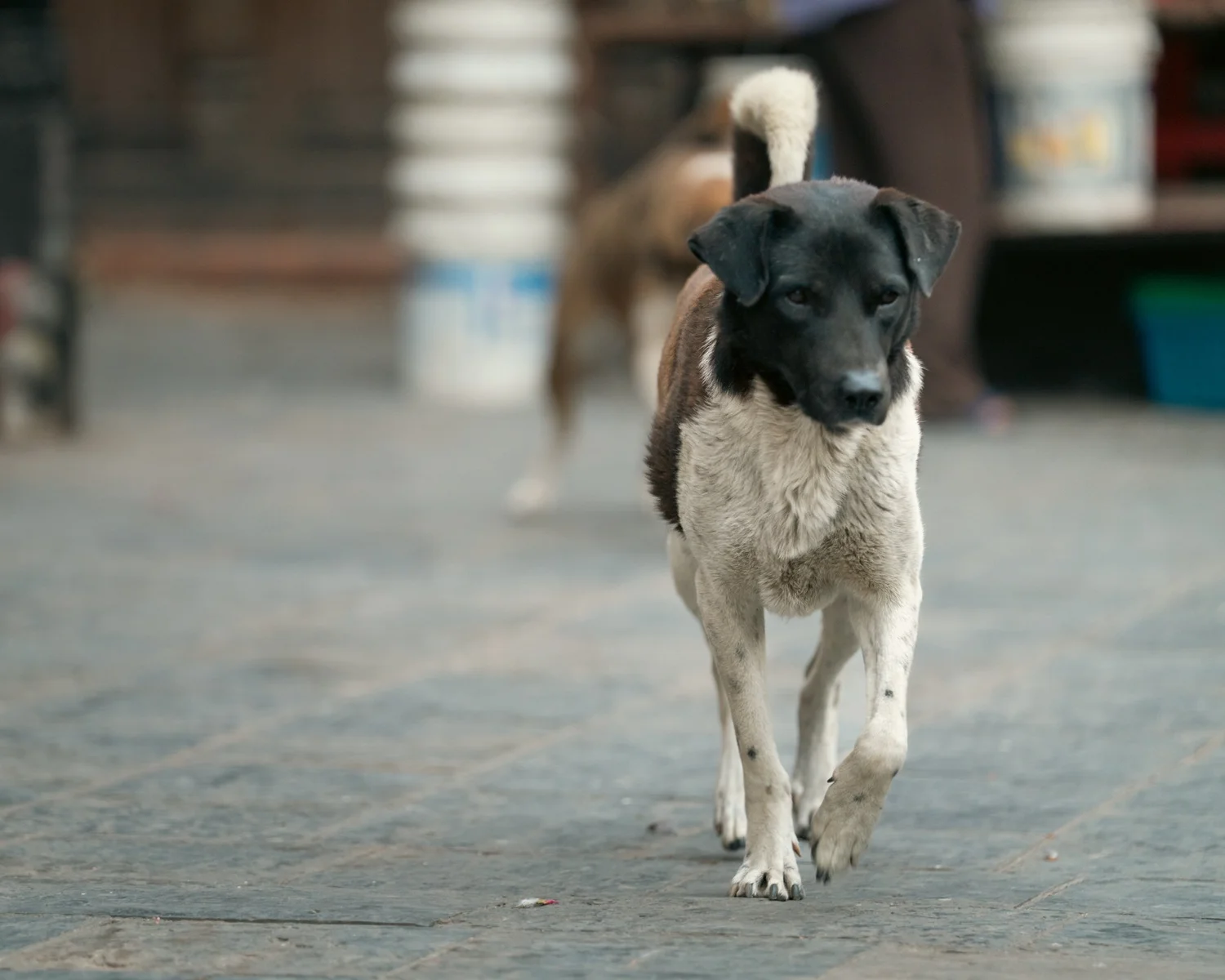 Swayambhu — Wandering dogs — photograph 26