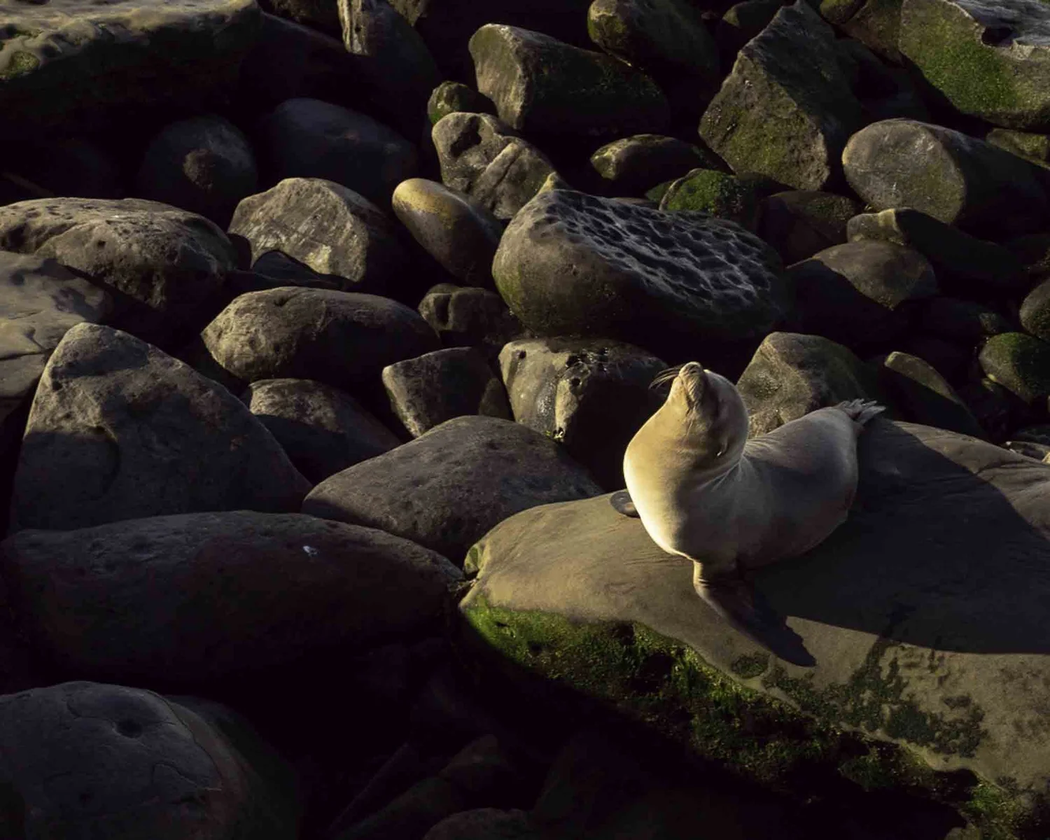 Animals — photograph 2