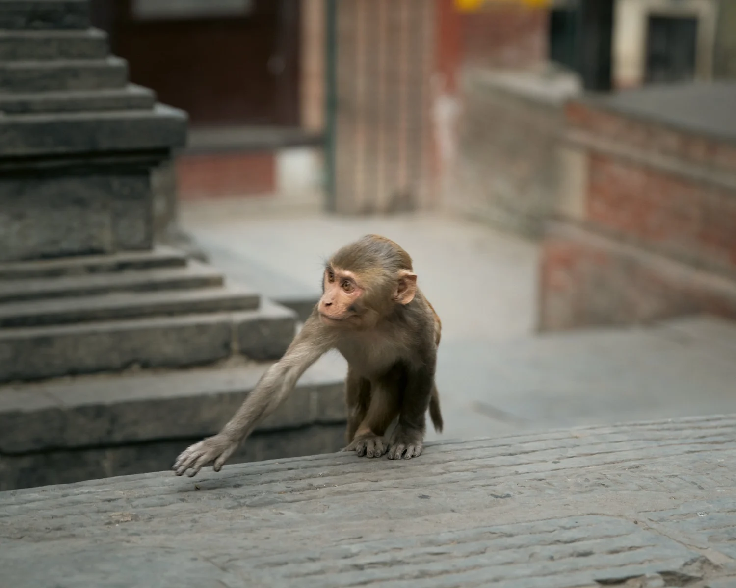 Monkey Temple — Part II — photograph 42