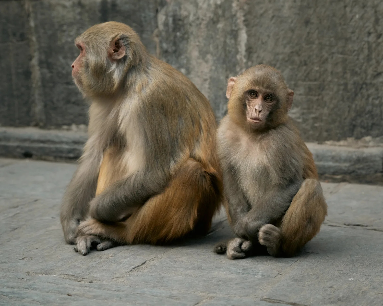 Monkey Temple — Part II — photograph 28
