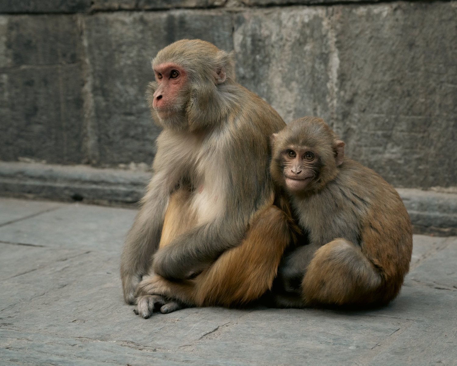 Monkey Temple — Part II — photograph 31
