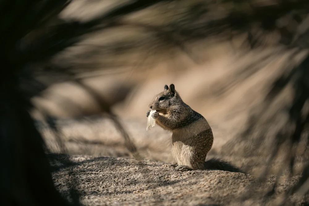 Joshua Tree - Little Locals