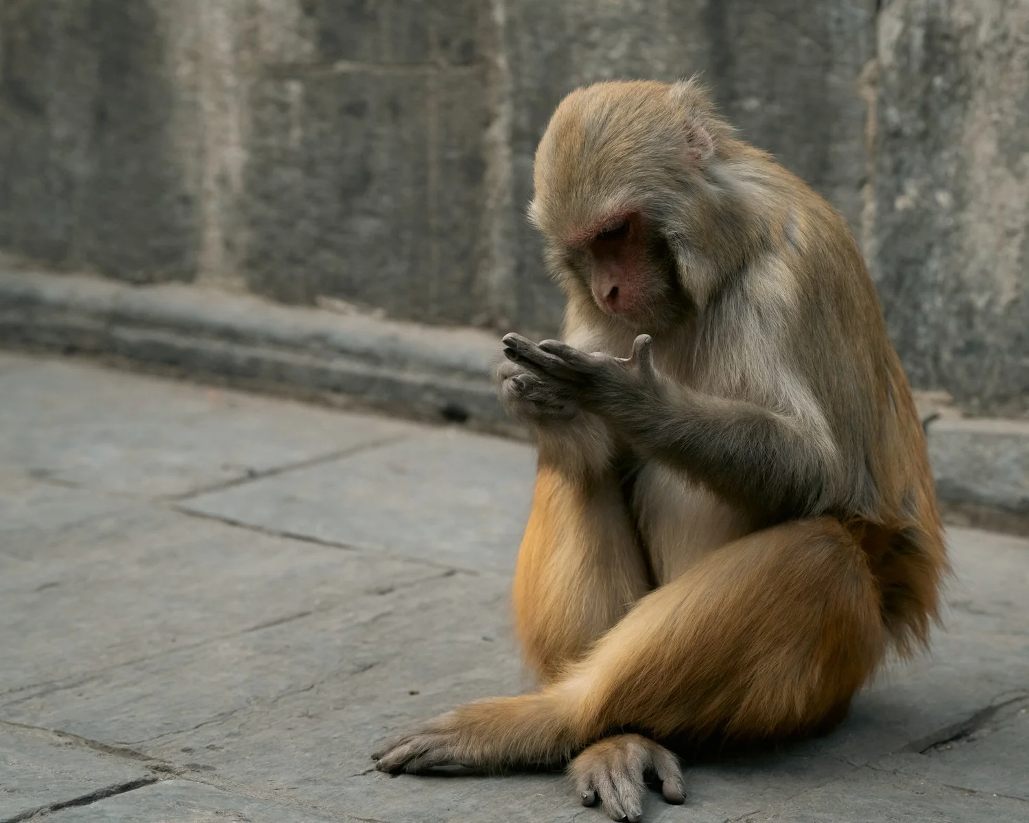 Monkey Temple — Part II — photograph 8