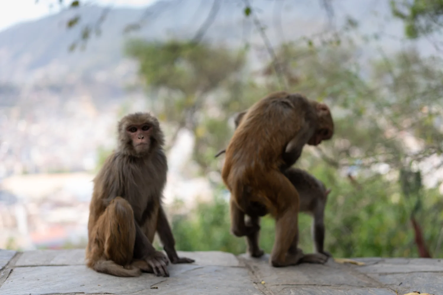 Animals — photograph 5