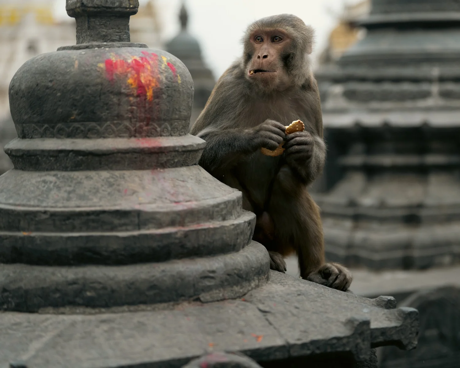 Monkey Temple — Part I — photograph 24