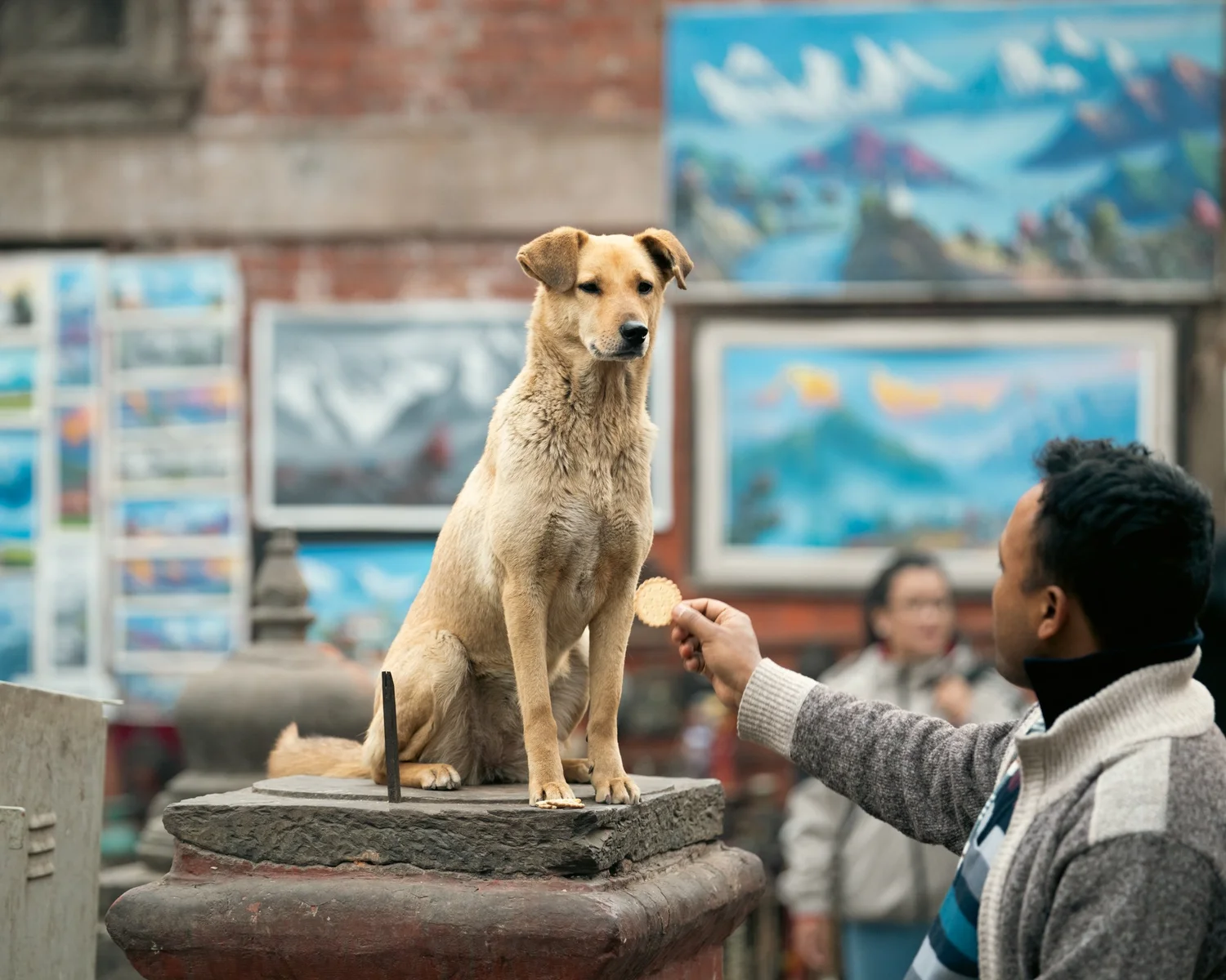 Swayambhu — Wandering dogs — photograph 4