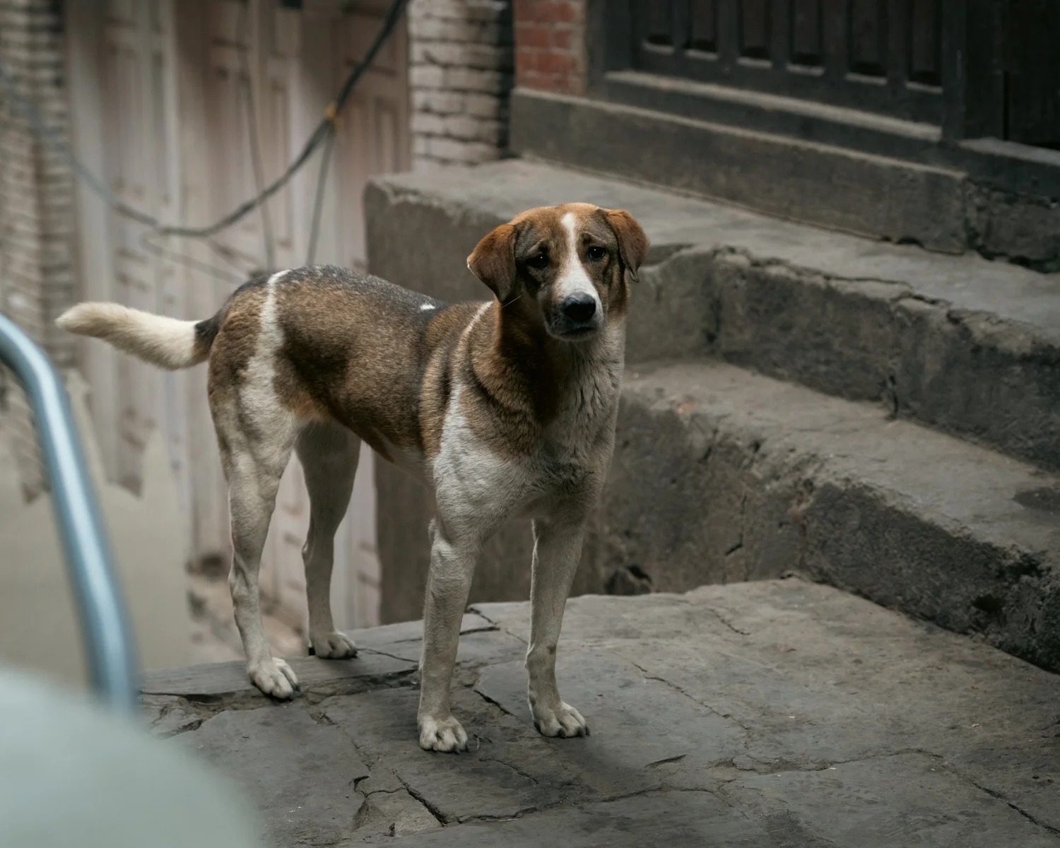 Swayambhu — Wandering dogs — photograph 16