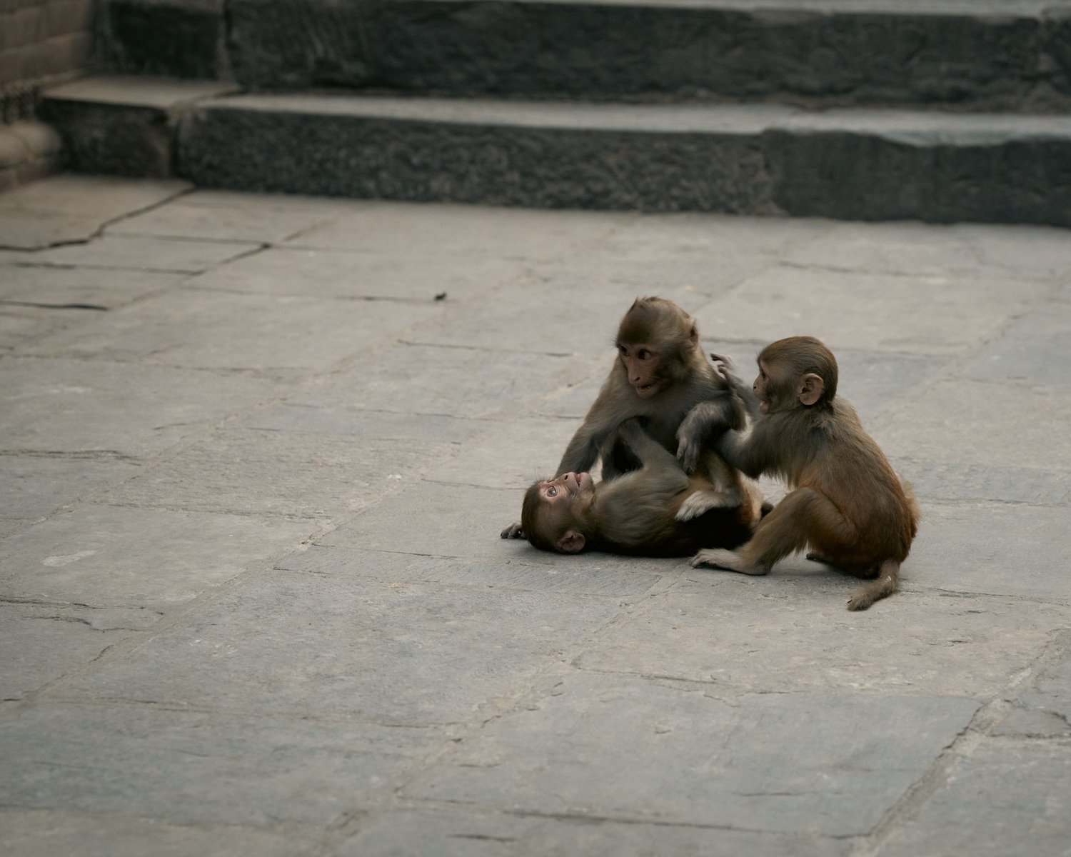 Monkey Temple — Part III — photograph 28