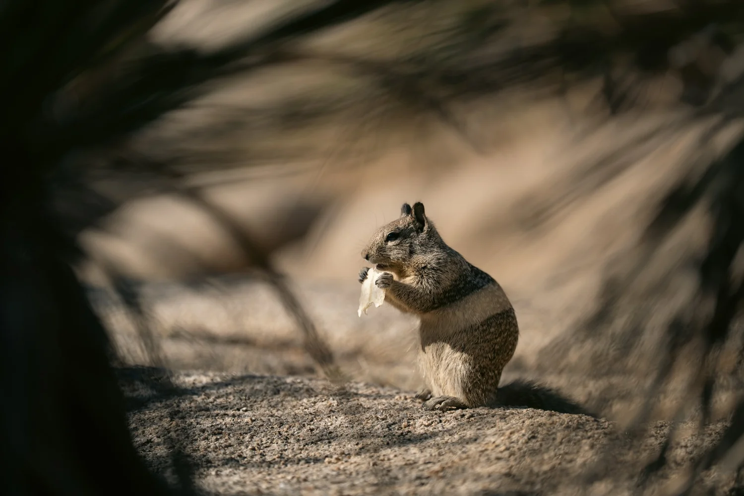 Joshua Tree — Little locals — photograph 5