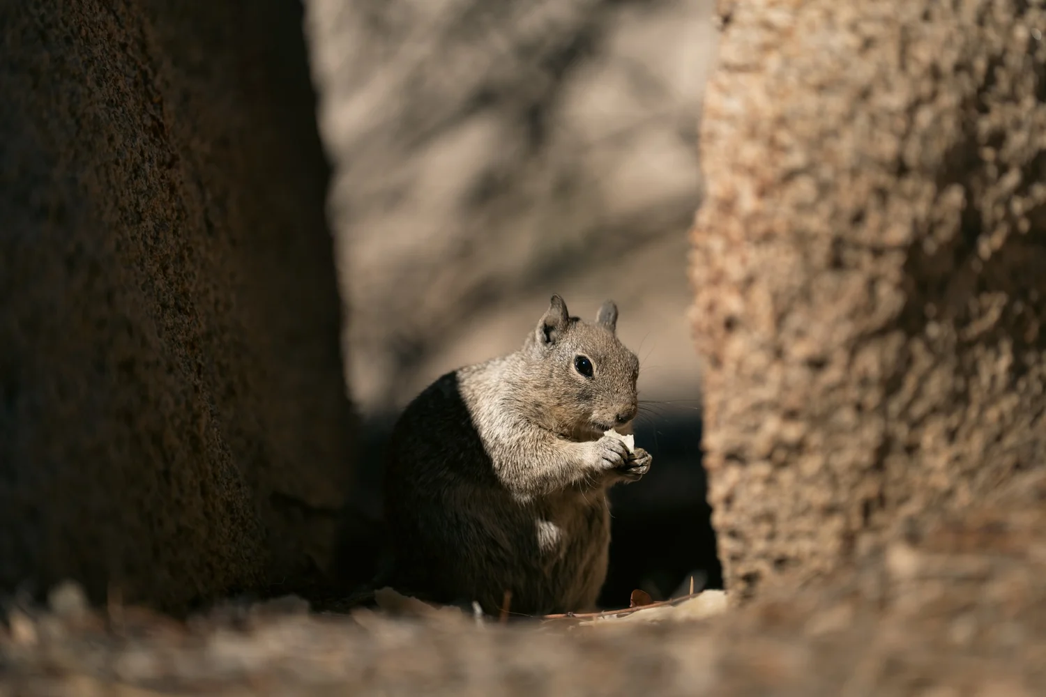 Joshua Tree — Little locals — photograph 3