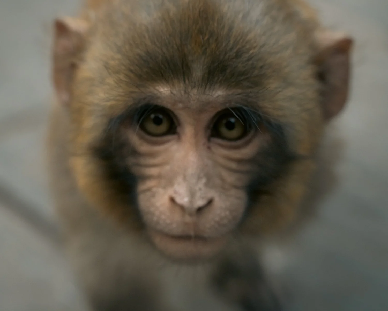 Monkey Temple — Part II — photograph 25