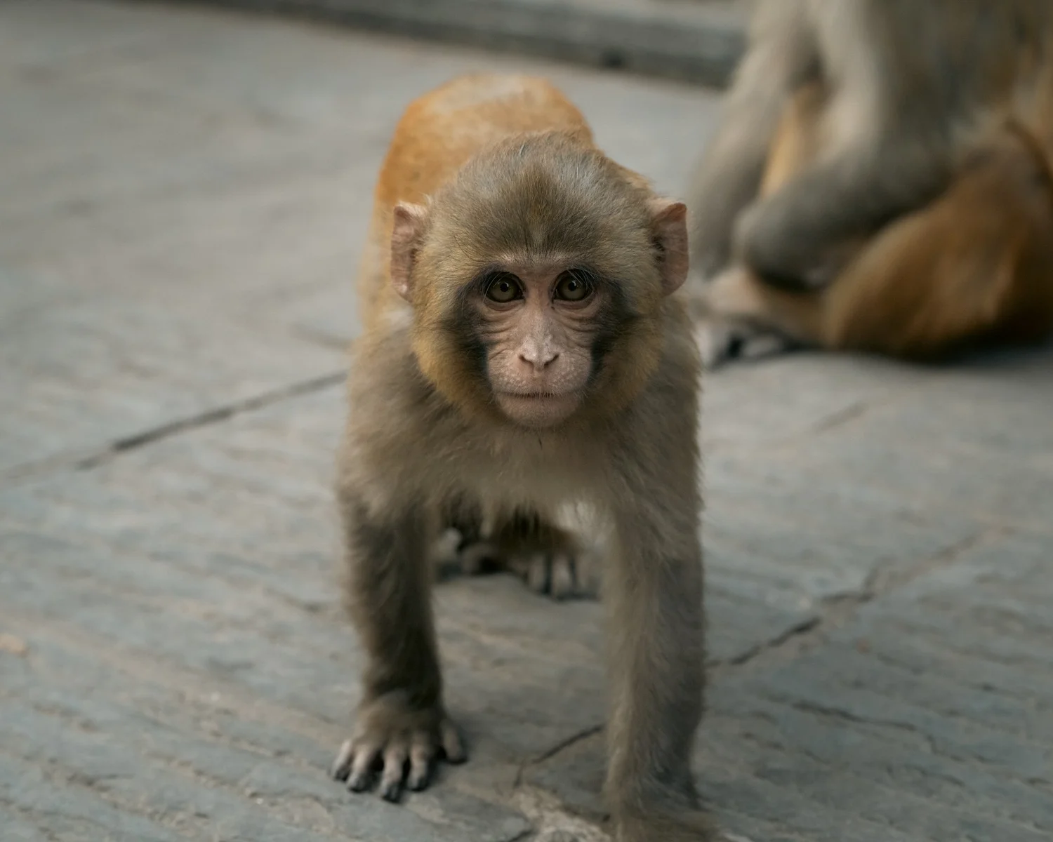 Monkey Temple — Part II — photograph 17