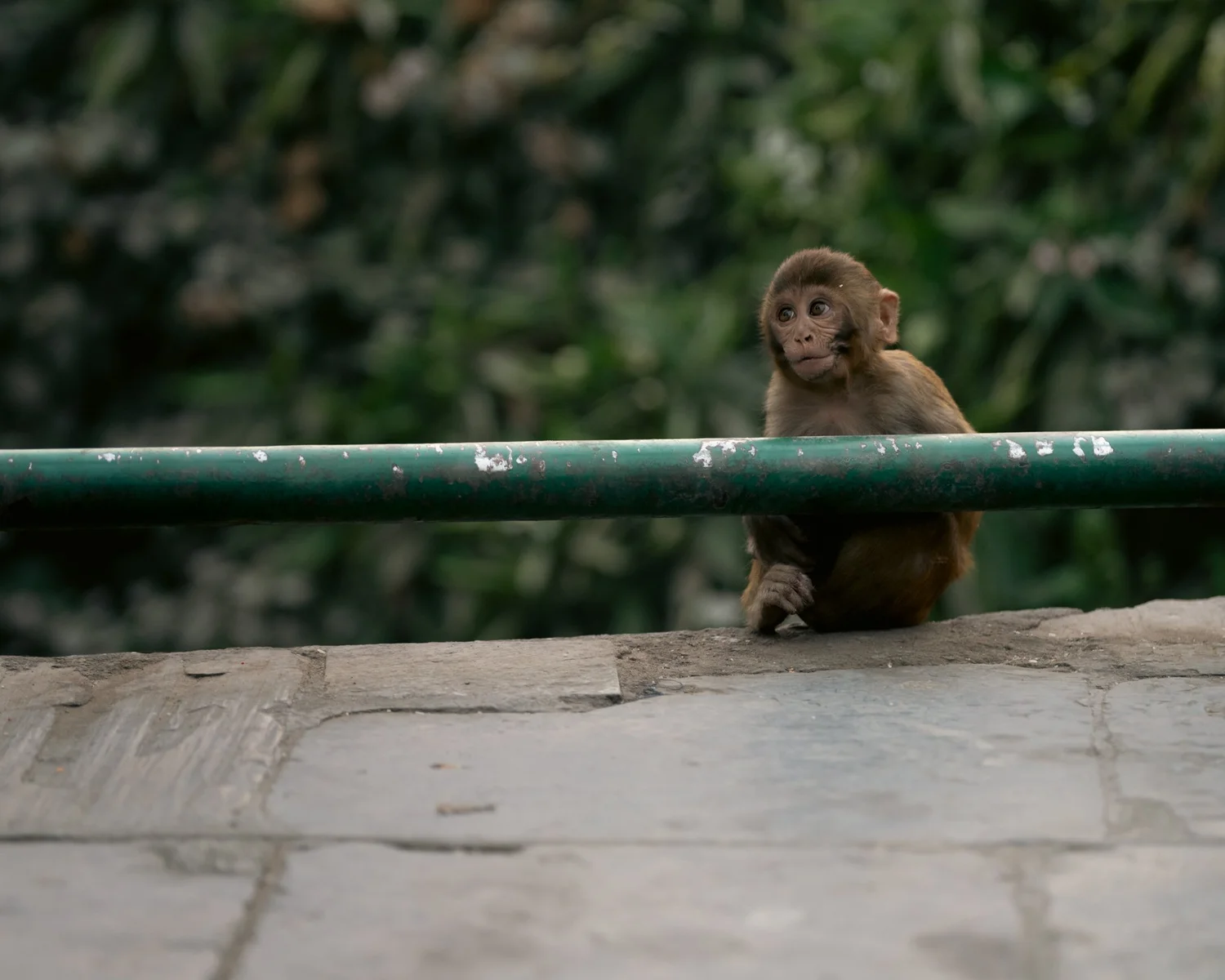 Monkey Temple — Part I — photograph 38