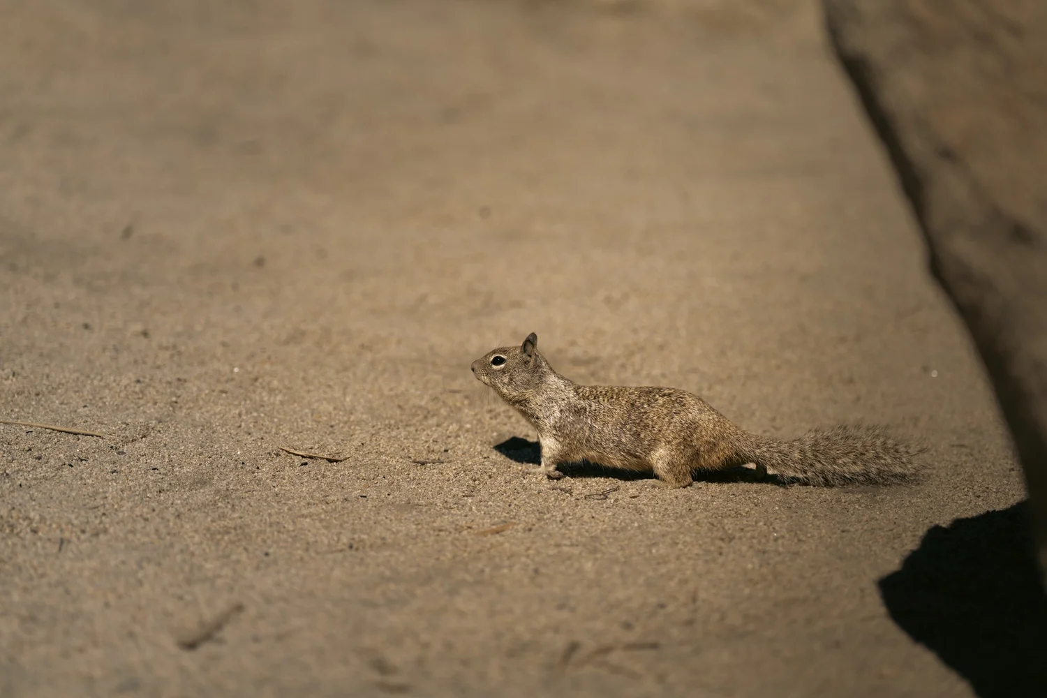 Joshua Tree — Little locals — photograph 12