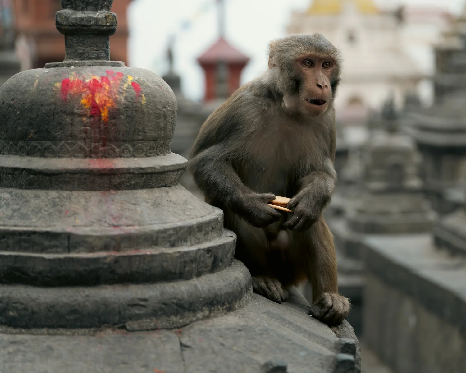 Monkey Temple — Part I — photograph 26