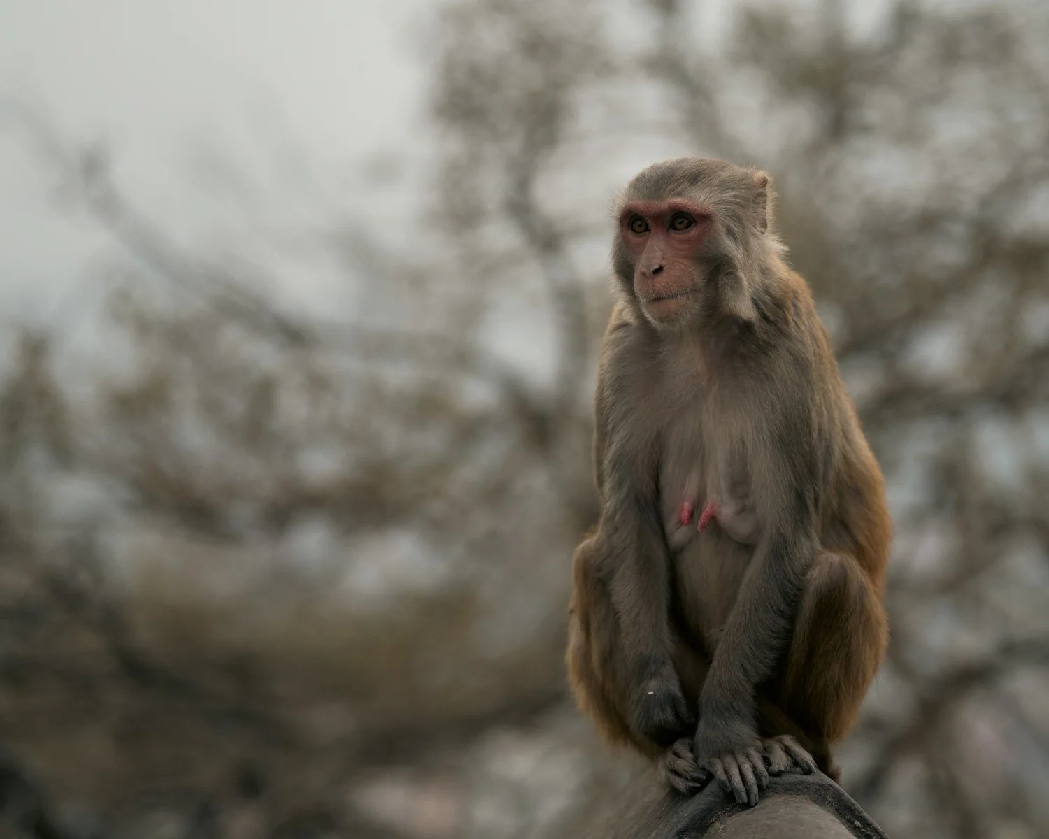 Monkey Temple — Part I — photograph 21