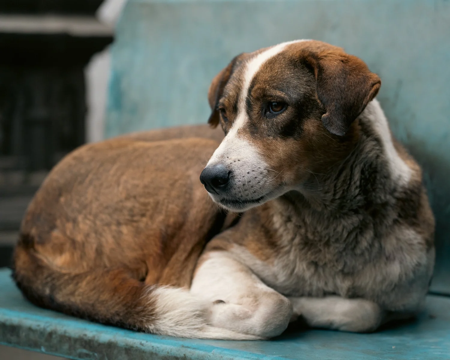 Swayambhu — Wandering dogs — photograph 17