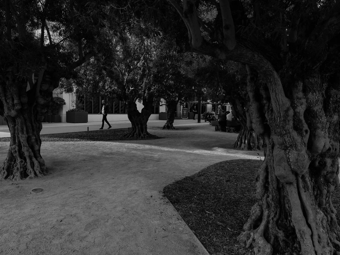 Black & white — photograph 3