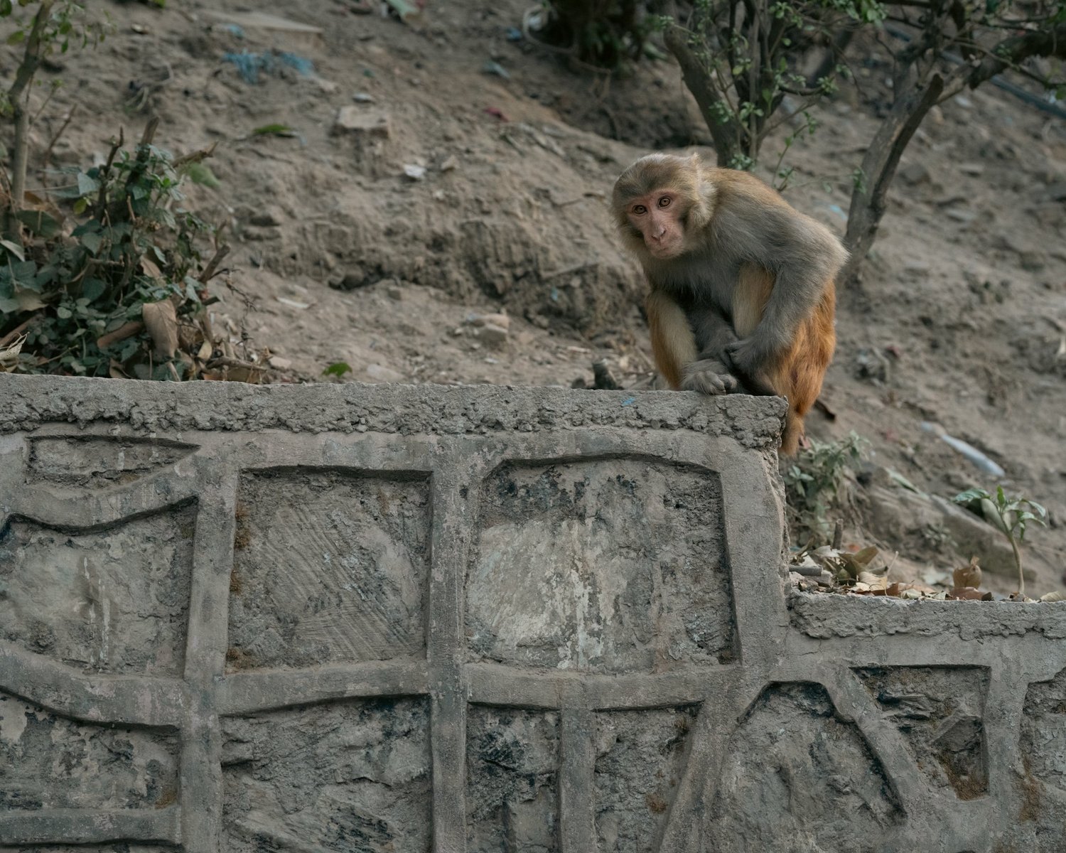 Monkey Temple — Part III — photograph 9