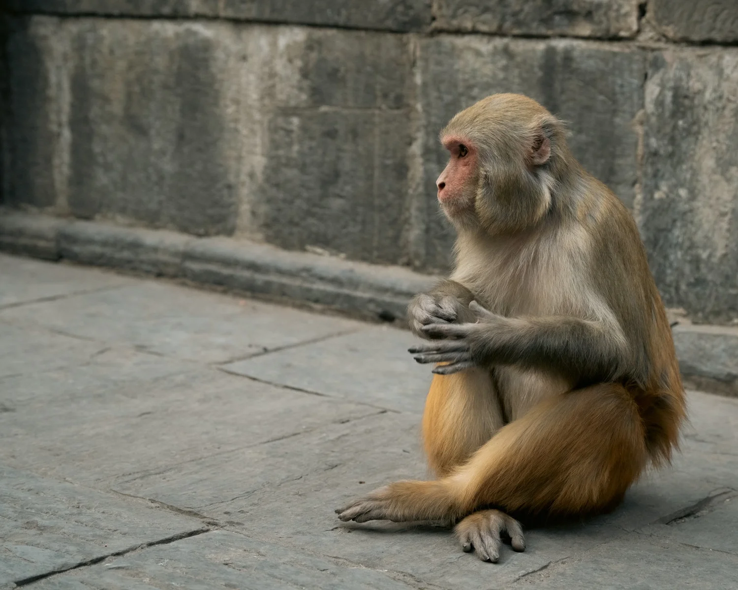 Monkey Temple — Part II — photograph 9