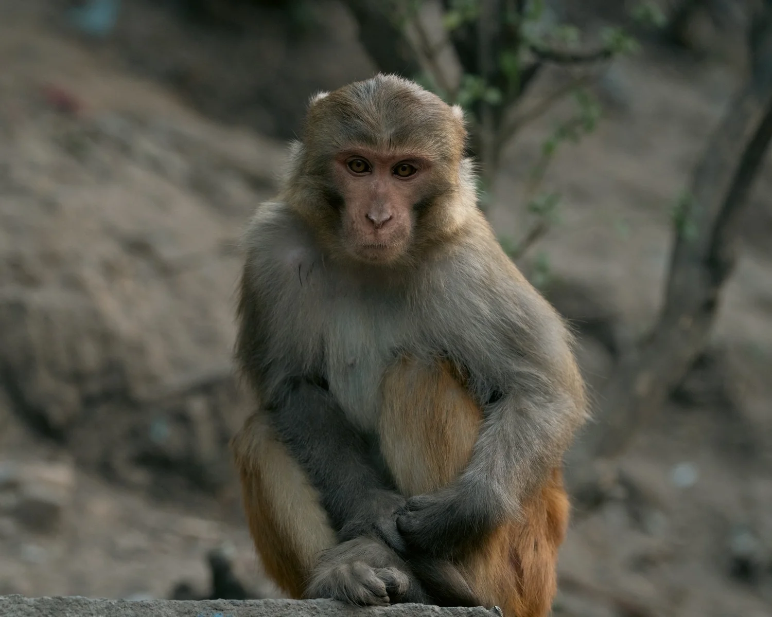 Monkey Temple — Part III — photograph 6