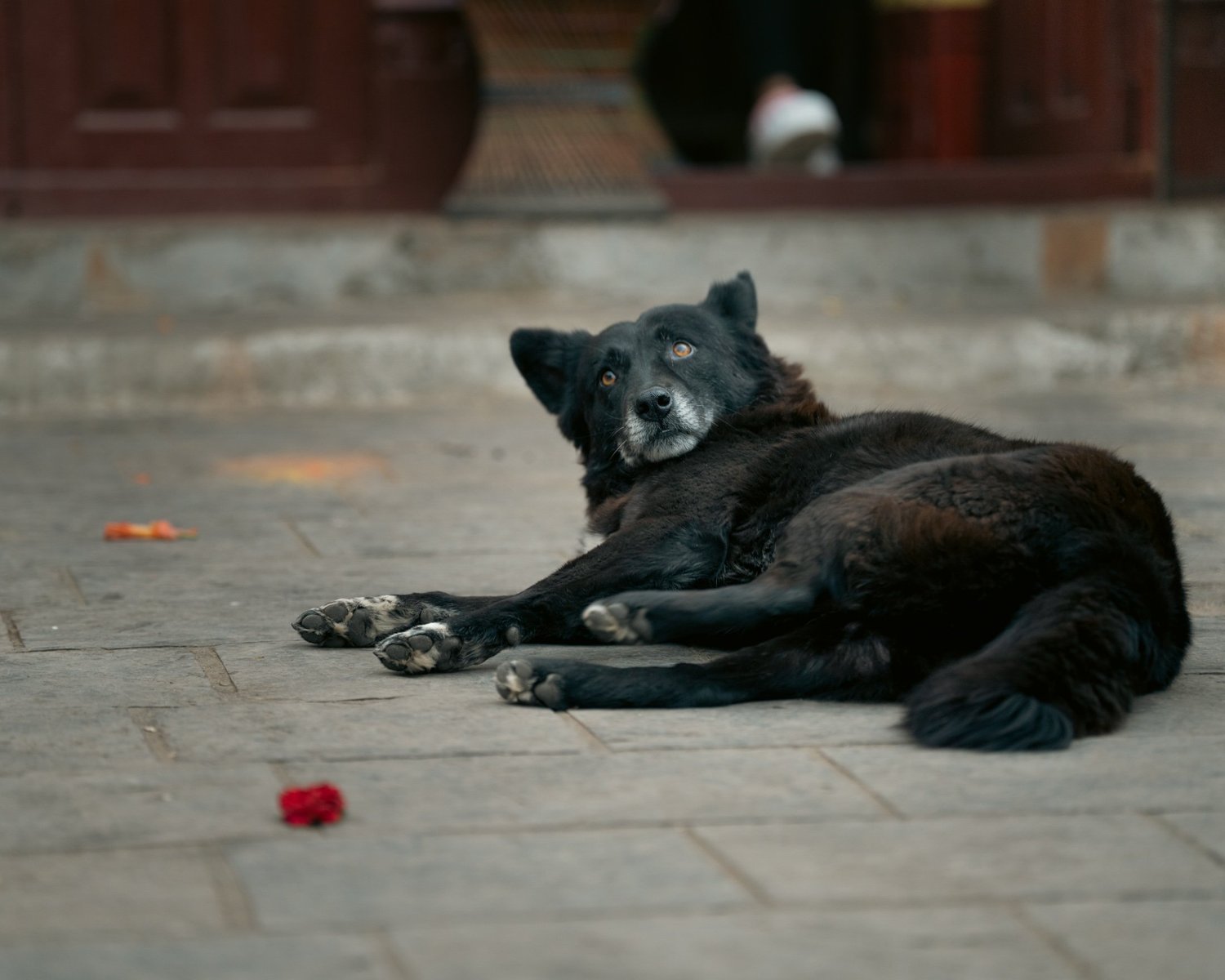 Swayambhu — Wandering dogs — photograph 22