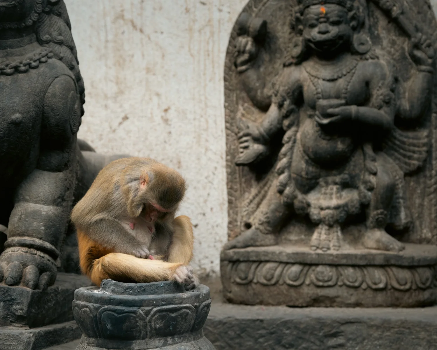 Monkey Temple — Part II — photograph 45