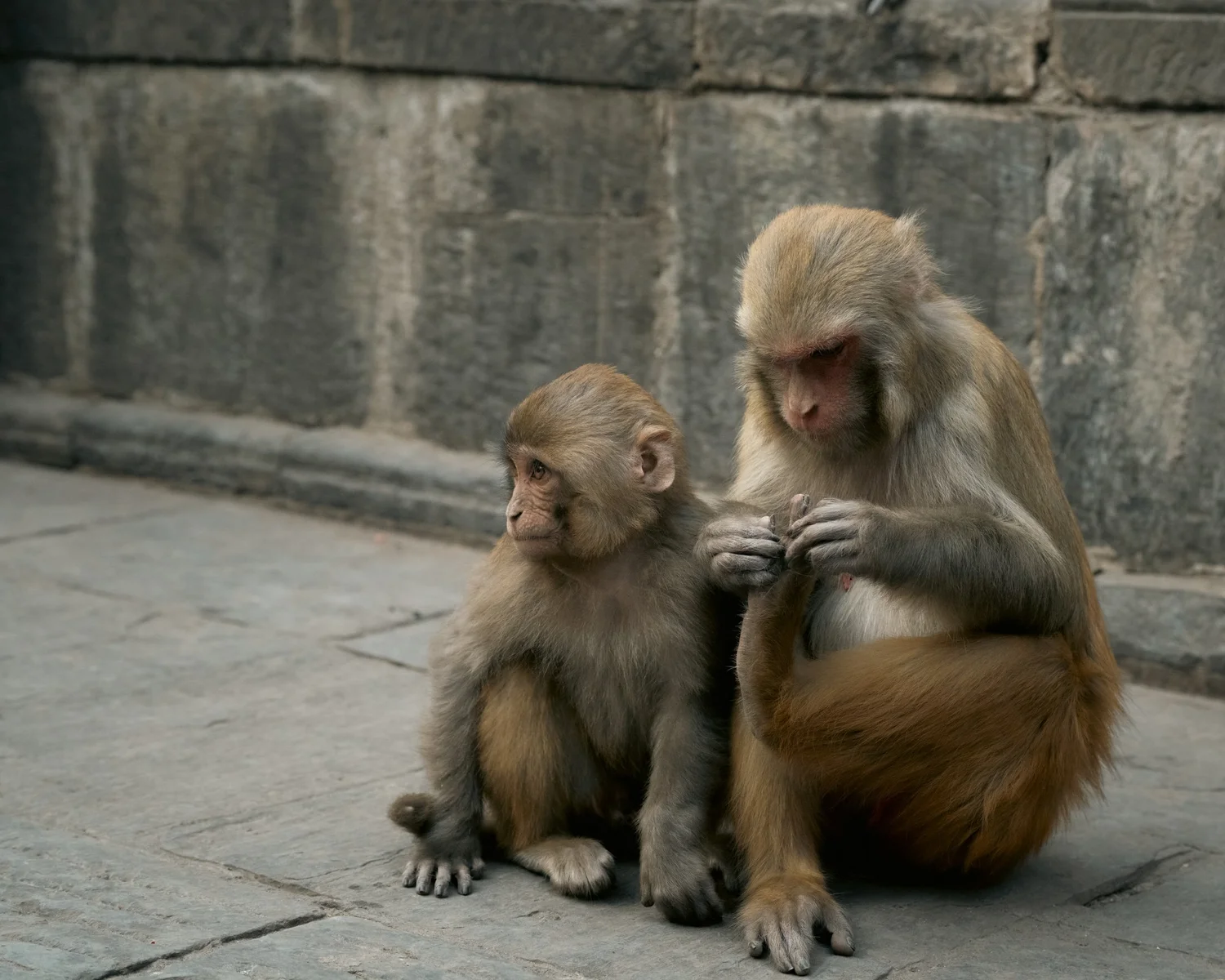 Monkey Temple — Part II — photograph 10