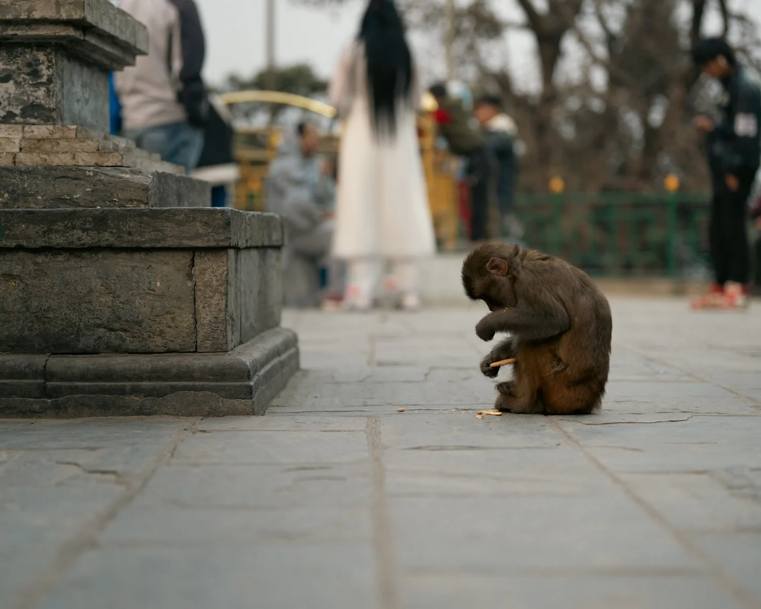 Monkey Temple — Part I — photograph 44
