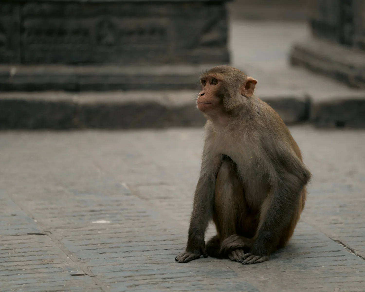 Monkey Temple — Part I — photograph 11