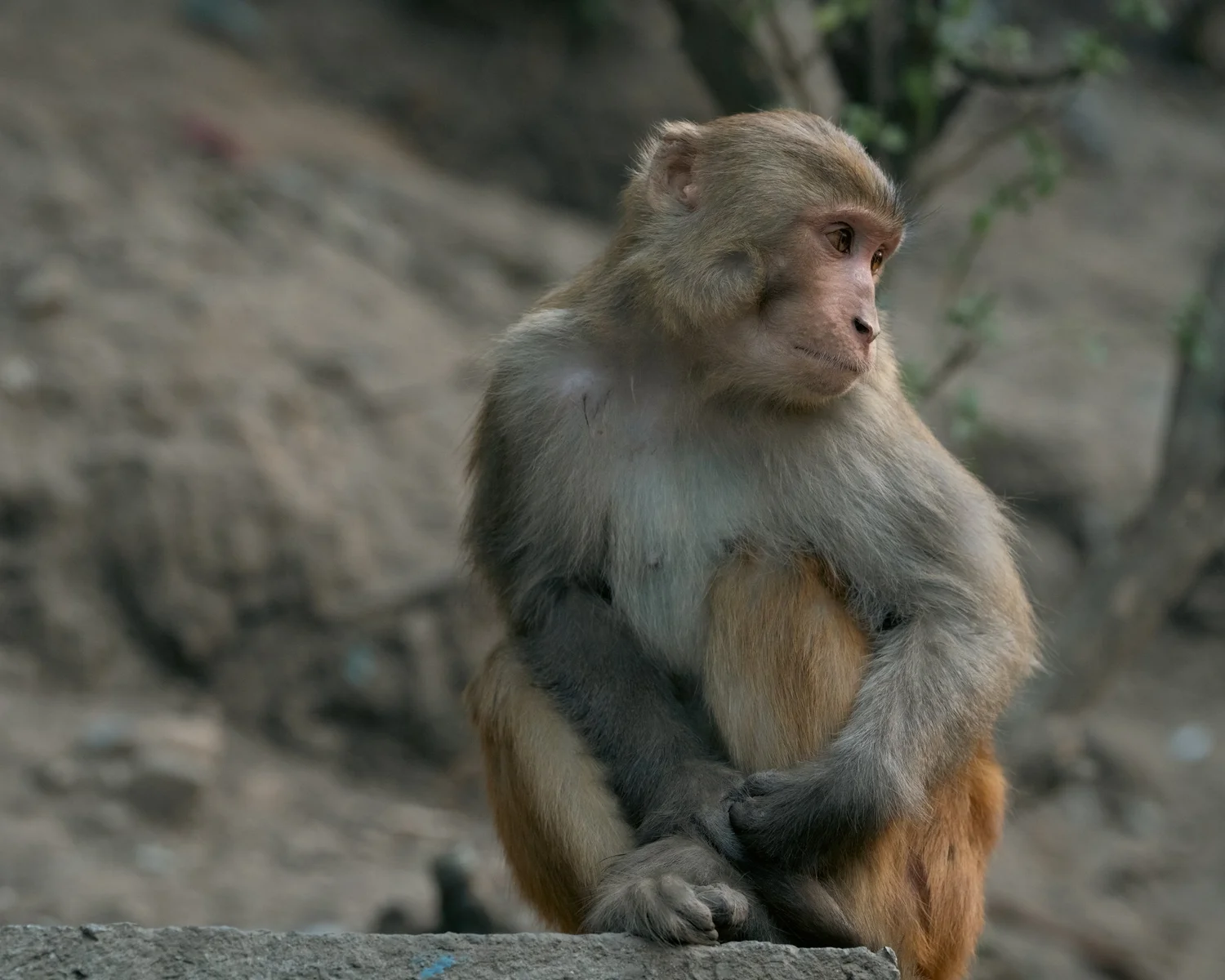 Monkey Temple — Part III — photograph 5