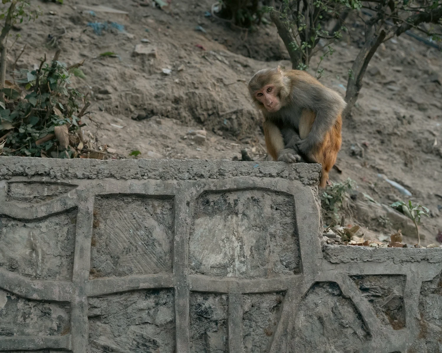 Monkey Temple — Part III — photograph 8