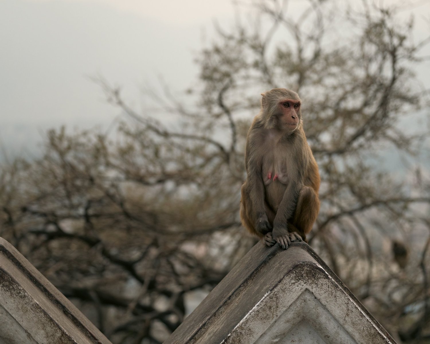 Monkey Temple — Part I — photograph 20