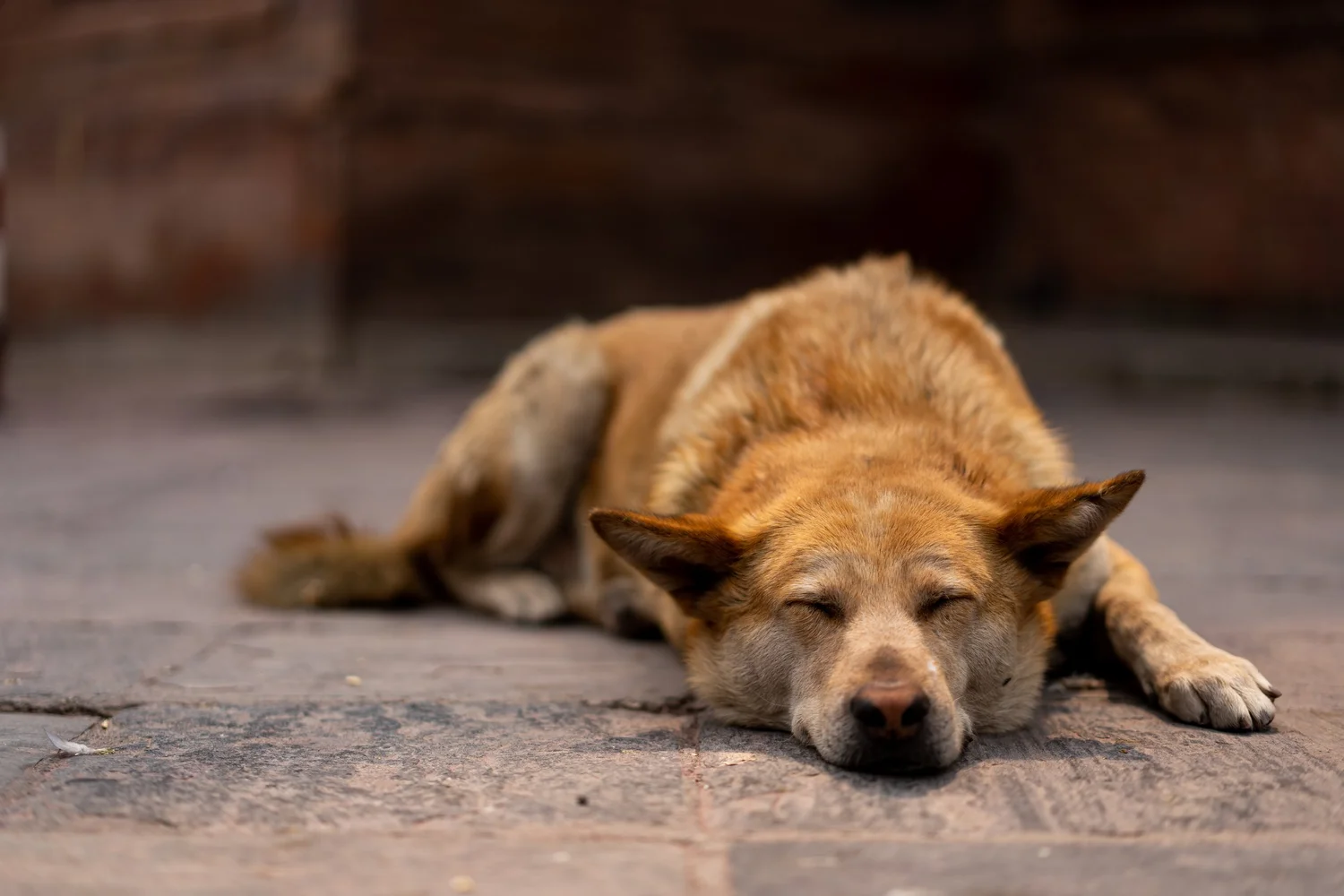 Animals — photograph 6